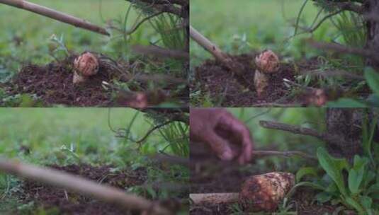 云南香格里拉松茸野生菌采摘树林森林高原高清在线视频素材下载