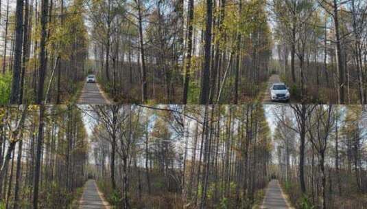 秋季林间小路车辆驶过高清在线视频素材下载