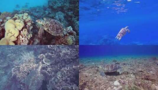 【合集】海龟 海底 龟 海洋生物高清在线视频素材下载