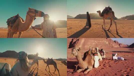 【合集】骆驼被人牵着吃草特写高清在线视频素材下载