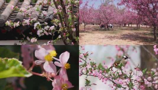 【合集】海棠花盛开绽放植物大自然高清在线视频素材下载