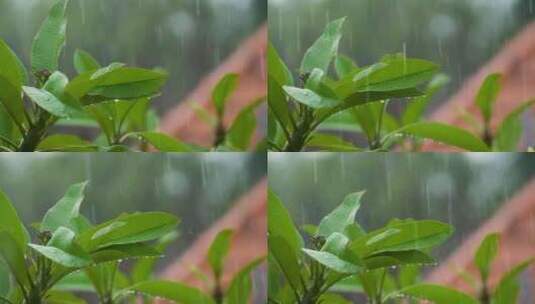 下雨、小雨、雨水落在树叶上02高清在线视频素材下载