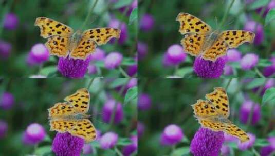 花丛蝴蝶高清在线视频素材下载