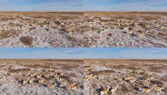 4k 黄羊 蒙古原羚高清在线视频素材下载