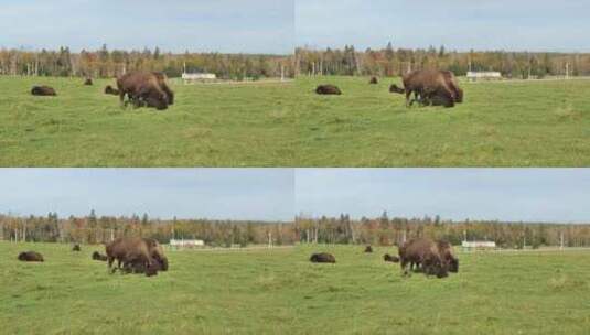 加拿大野牛，水牛在吃草高清在线视频素材下载