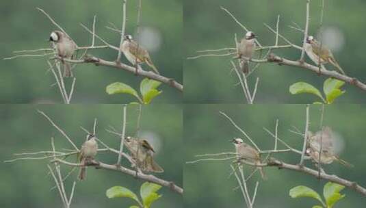 初春清晨树枝头一对小鸟白头鹎高清在线视频素材下载