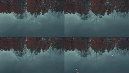 秋天红叶树木倒影在湖面高清在线视频素材下载