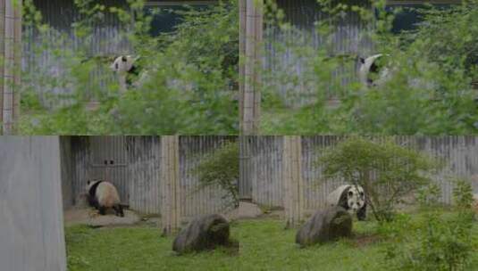 2023广州动物园游览游客大熊猫高清在线视频素材下载