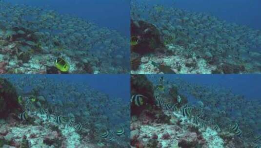 热带鱼 小鱼  海底世界高清在线视频素材下载