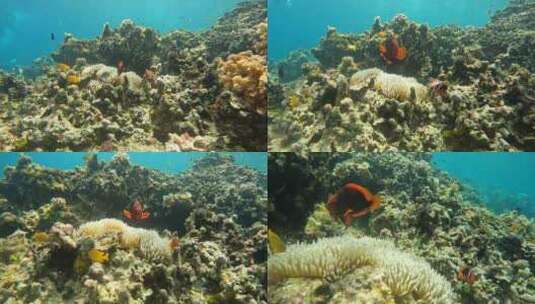 海底世界珊瑚鱼类高清在线视频素材下载