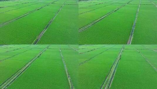 广东珠海绿油油的稻田乡村田野航拍4k高清在线视频素材下载