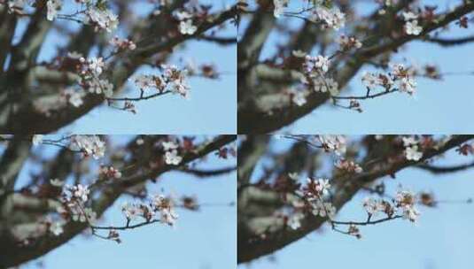 樱花盛开春天花开花花瓣樱花樱花开高清在线视频素材下载