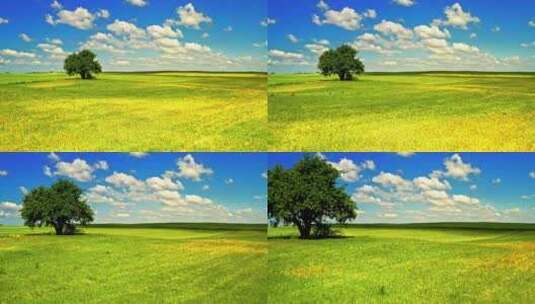 草地上的一棵树与春天的风景高清在线视频素材下载