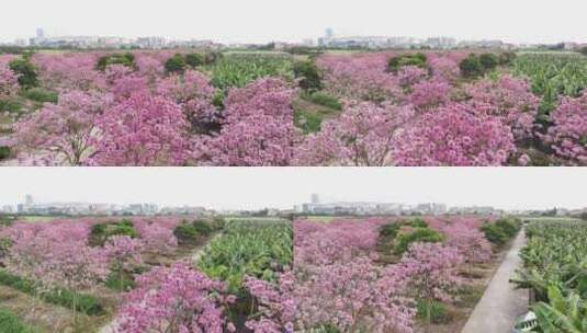 中国广东省广东省广州市南沙马克村紫花风铃高清在线视频素材下载