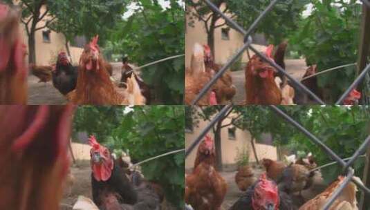 鸡的各种状态高清在线视频素材下载
