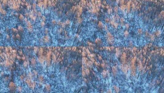 航拍林海雪原夕照红树梢高清在线视频素材下载