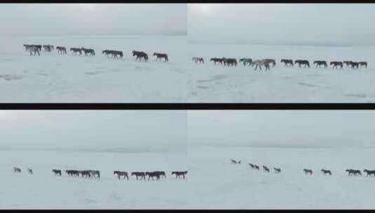 雪域高原蒙古马群高清在线视频素材下载