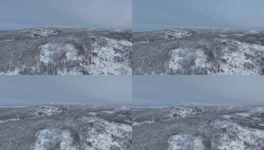 小寒时节的大兴安岭雪景雾凇雪松银装素裹高清在线视频素材下载