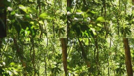 摇摄阳光照进树林中的树叶高清在线视频素材下载