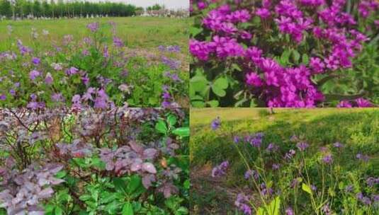 花花草草园艺绿地户外阳光高清在线视频素材下载