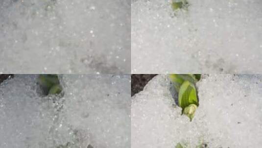 冰雪融化 植物生长高清在线视频素材下载