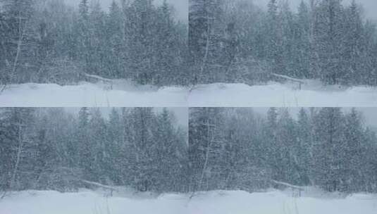 冬季森林景观高清在线视频素材下载