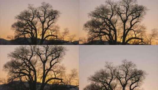 日落黄昏冬季大树高清在线视频素材下载