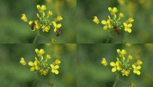 油菜花 蜜蜂 蜂蜜菜花 花开 春天高清在线视频素材下载