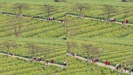 中国广东省广州市南沙区东涌油菜花高清在线视频素材下载