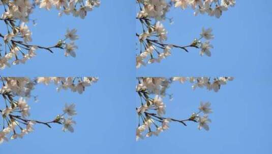 蓝天阳光下的樱花高清在线视频素材下载