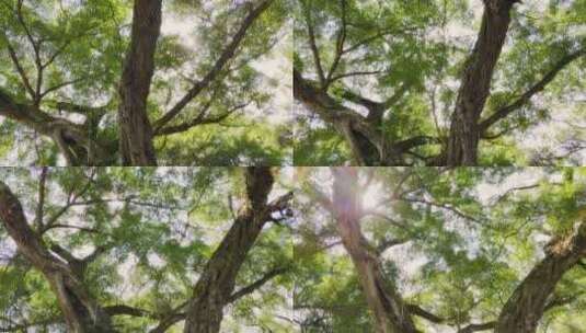 阳光下的榕树高清在线视频素材下载