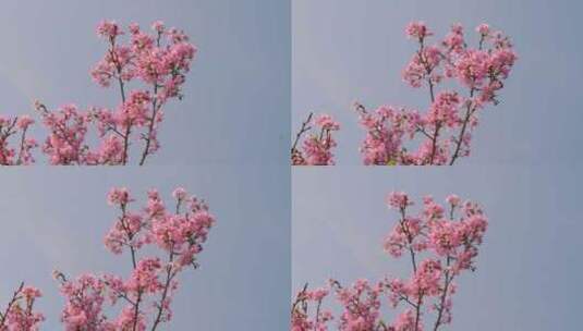 樱花花朵花瓣盛开开放高清在线视频素材下载
