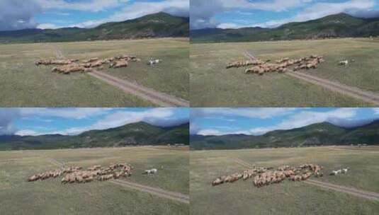 牧羊人带领一群绵羊和山羊越过保加利亚农村高清在线视频素材下载