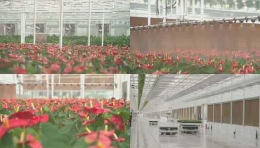 花卉培育基地 自动喷淋装置 花卉市场高清在线视频素材下载