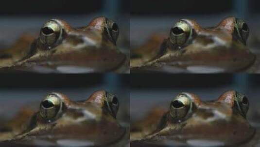 8K青蛙类特写微距高清在线视频素材下载