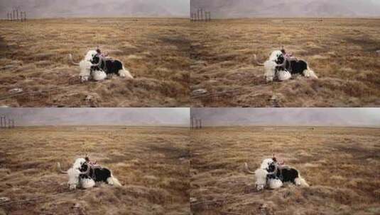 草地上躺着的牦牛高清在线视频素材下载