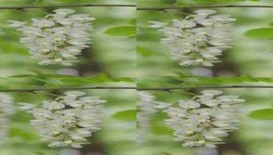 春天洋槐花槐树花盛开高清在线视频素材下载