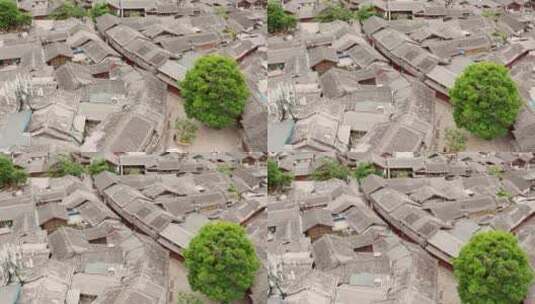 丽江古城街道大树高清航拍素材高清在线视频素材下载