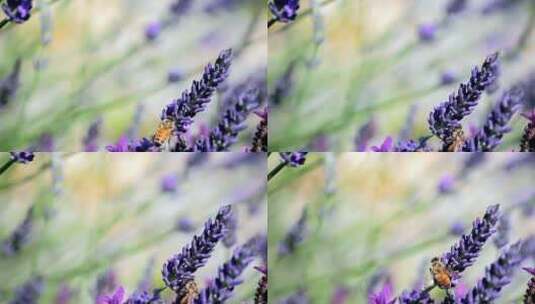 紫花的特写视频高清在线视频素材下载