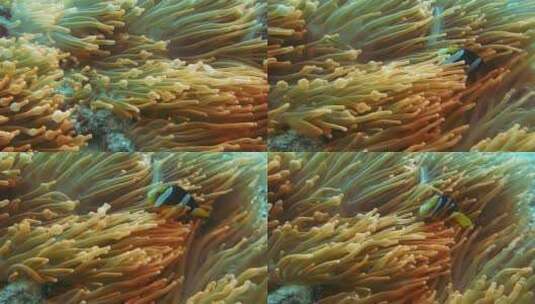 软珊瑚里的小丑鱼高清在线视频素材下载