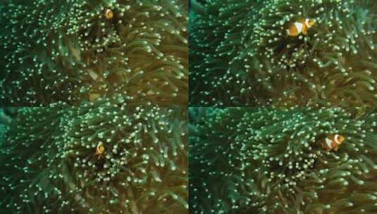 小丑鱼藏在海葵上游高清在线视频素材下载