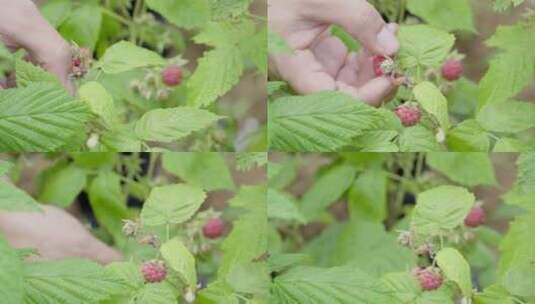树莓采摘高清在线视频素材下载
