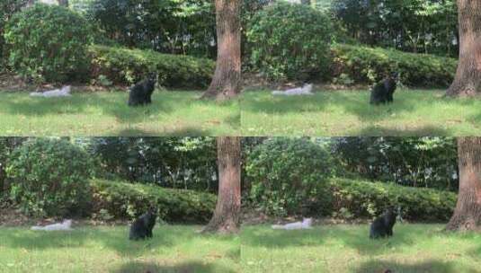 明珠公园流浪猫高清在线视频素材下载