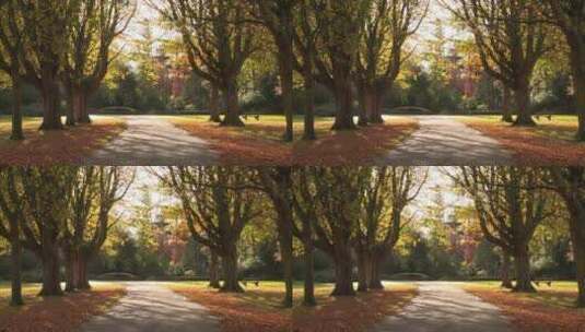 秋天公园里的美景高清在线视频素材下载