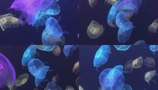 海洋中游动的水母在灯光的映衬下梦幻缤纷高清在线视频素材下载