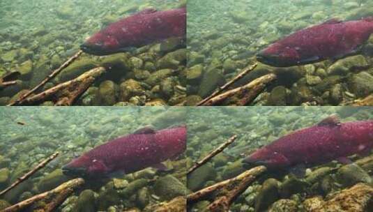 红奇努克鲑鱼高清在线视频素材下载