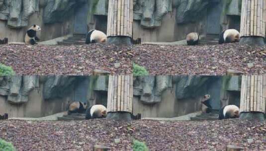 大熊猫 (4)高清在线视频素材下载