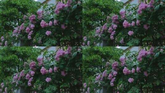 围墙上开满了蔷薇花高清在线视频素材下载