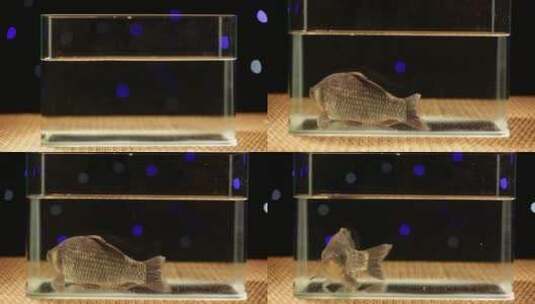 【镜头合集】鱼缸里游动的鲫鱼高清在线视频素材下载