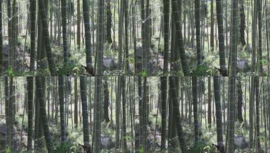 竹林自然美景高清在线视频素材下载